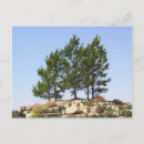 Search for pine needles postcards Trees