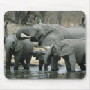 Search for south africa mousepads African