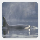 Search for orca whale stickers Animal