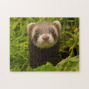 Search for ferret puzzles Mammal