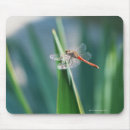 Search for dragonfly mousepads Outdoors