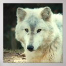 Search for timber wolf posters Grey wolves