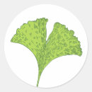 Search for gingko stickers Biloba