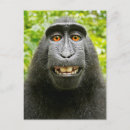 Search for happy monkey photography Wildlife