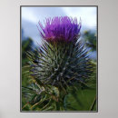 Search for scottish photography Thistle