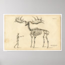 Search for animal skeletons posters Human
