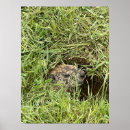 Search for burrowing art Nature photography