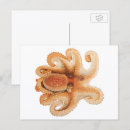 Search for aquatic postcards Octopus