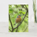 Search for fringilla Chaffinch