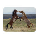 Search for stallions magnets Danita delimont