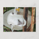 Search for sheeps postcards Farm