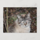 Search for spooky cat postcards Feline