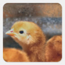 Search for peeps stickers Cute