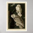 Search for snowy owls posters Ornithology