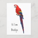 Search for scarlet postcards Parrot