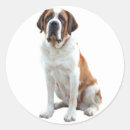 Search for st bernard stickers Puppies