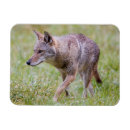 Search for coyote magnets Canis latrans
