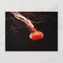 Search for newfoundland postcards Sea