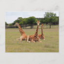 Search for ungulates postcards Mammal