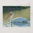 Search for white pelican postcards Pelicans