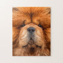 Search for chow chow dog puzzles Beautiful