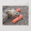 Search for sulcata Reptile