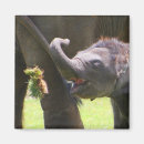Search for branches magnets Asian