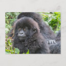 Search for mountain gorillas postcards Wildlife