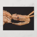 Search for bug postcards Insect