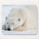 Search for carnivore mousepads Big
