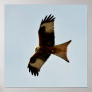 Search for bird posters Feather