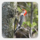 Search for woodpecker stickers Wildlife