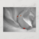 Search for macro cards invites Closeup