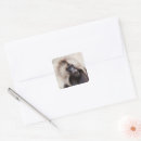 Search for baboon stickers Animal
