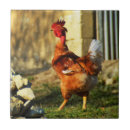 Search for french tiles France