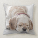 Search for cocker spaniel cushions Pets