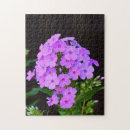 Search for phlox Nature