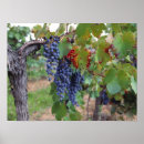 Search for vineyards posters Travel