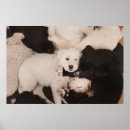 Search for dog napping posters Golden retriever