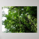 Search for rainforest jungle posters Nature
