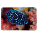 Search for up and fish magnets Oceanlife