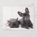 Search for purebred postcards Canine