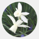 Search for white daffodil stickers Narcissus