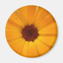 Search for orange daisy photography Pretty