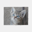 Search for kitten blankets No people