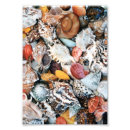 Search for pictures of seashells posters Tropical