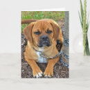 Search for leashes cards Dog