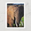Search for african nations postcards Kenya