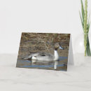 Search for drake cards Waterfowl