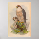 Search for falcon art Bird